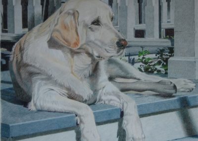 George's illustration of a dog.