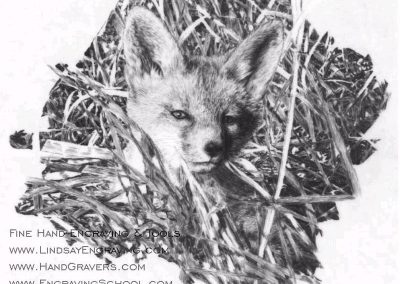 This drawing of a fox was also made by Steve Lindsay.