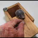 “Mousie Surprise” Pop-Up Box